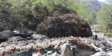 म्याग्दीका पशुगोठ गर्मी छल्न लेक उक्लन थाले