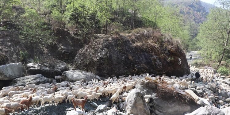 म्याग्दीका पशुगोठ गर्मी छल्न लेक उक्लन थाले