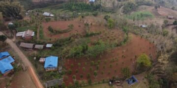 लुङ्गिनका किसान व्यावसायिक सुन्तला खेतीमा आकर्षित