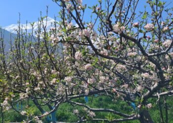 स्याउका बोट सेताम्मे, फूल फुल्ने बेलामा मौसमले साथ दिँदा किसान खुसी