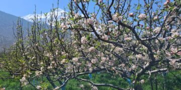 स्याउका बोट सेताम्मे, फूल फुल्ने बेलामा मौसमले साथ दिँदा किसान खुसी