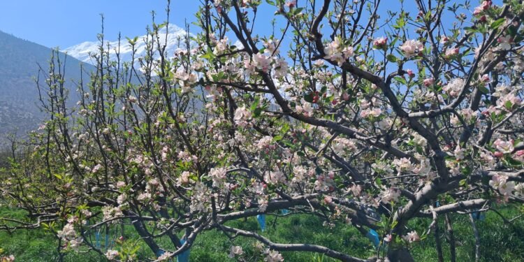 स्याउका बोट सेताम्मे, फूल फुल्ने बेलामा मौसमले साथ दिँदा किसान खुसी