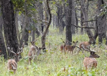 छ महिनामा दुई हजार छ सय पर्यटकले गरे शुक्लाफाँटा भ्रमण