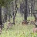 छ महिनामा दुई हजार छ सय पर्यटकले गरे शुक्लाफाँटा भ्रमण