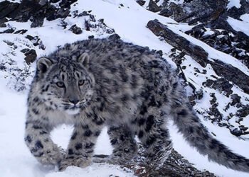 उपल्लो मुस्ताङमा हिमचितुवाको आक्रमणबाट २१ भेडाच्याङ्ग्रा मरे