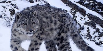 उपल्लो मुस्ताङमा हिमचितुवाको आक्रमणबाट २१ भेडाच्याङ्ग्रा मरे