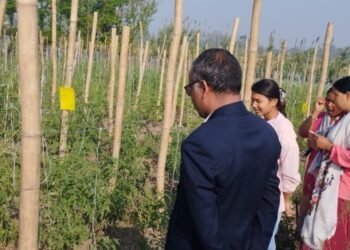 विषादीरहित तरकारी उत्पादनमा किसान