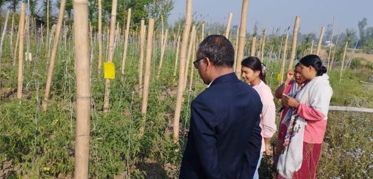 विषादीरहित तरकारी उत्पादनमा किसान