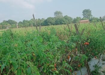 तरकारीखेतीबाटै मनग्य आम्दानी गर्दै किसान