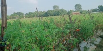 तरकारीखेतीबाटै मनग्य आम्दानी गर्दै किसान
