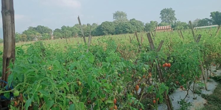 तरकारीखेतीबाटै मनग्य आम्दानी गर्दै किसान