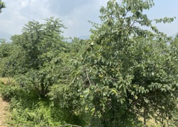 असिनाको असरः ‘बुद्धचित्त’को गुणस्तर खस्कनेमा किसानको चिन्ता