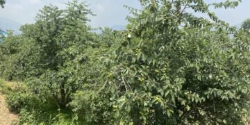 असिनाको असरः ‘बुद्धचित्त’को गुणस्तर खस्कनेमा किसानको चिन्ता