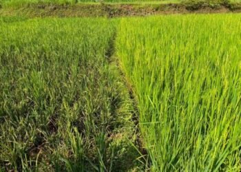 तनहुँमा धानबालीमा मरुवा रोगको समस्या