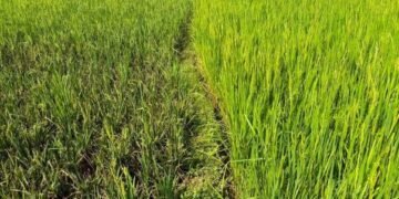 तनहुँमा धानबालीमा मरुवा रोगको समस्या