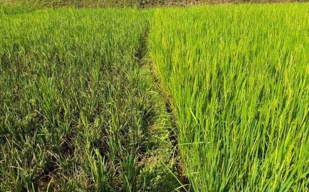 तनहुँमा धानबालीमा मरुवा रोगको समस्या