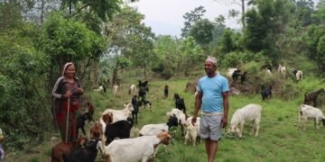 सरकारी जागिर छाडेर बाख्रापालनमा रमाउँदै भुवानी