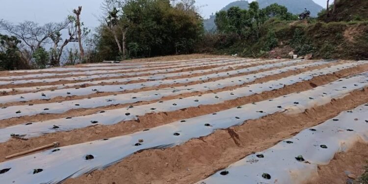 झाडी फाडेर व्यावसायिक अकबरे खुर्सानीखेती : १० लाख आम्दानी गर्ने लक्ष्य