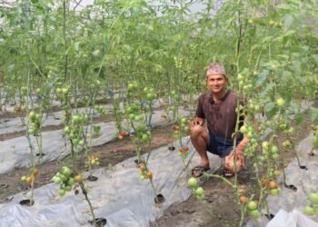 ऋण खोजेर सुरु गरेको तरकारीखेतीले सोवितलाई दिलाएको पहिचान