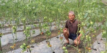 ऋण खोजेर सुरु गरेको तरकारीखेतीले सोवितलाई दिलाएको पहिचान