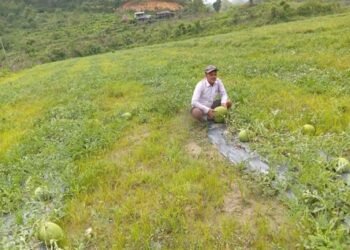 आचार्यको तरबुजाखेती अरुका लागि प्रेरणा