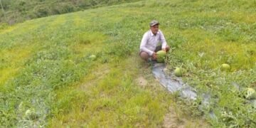 आचार्यको तरबुजाखेती अरुका लागि प्रेरणा