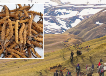अपी हिमालका विद्यालय यार्सा सिजन सुरु भएसँगै १५ दिन बन्द