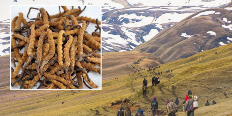 अपी हिमालका विद्यालय यार्सा सिजन सुरु भएसँगै १५ दिन बन्द