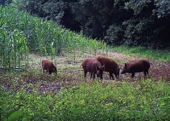 नीलगाई र बँदेलको आतङ्कले महोत्तरीका किसान चिन्तित