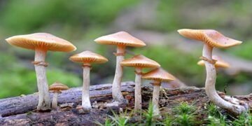 जङ्गली च्याउ खाएर एकै परिवारका ११ जना बिरामी