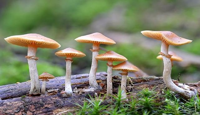 जङ्गली च्याउ खाएर एकै परिवारका ११ जना बिरामी