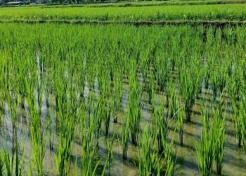 चैतेधानखेती प्रवर्द्धनार्थ किसानलाई अनुदान