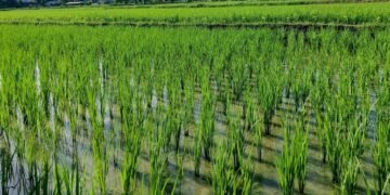 चैतेधानखेती प्रवर्द्धनार्थ किसानलाई अनुदान
