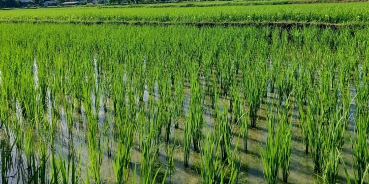 चैतेधानखेती प्रवर्द्धनार्थ किसानलाई अनुदान