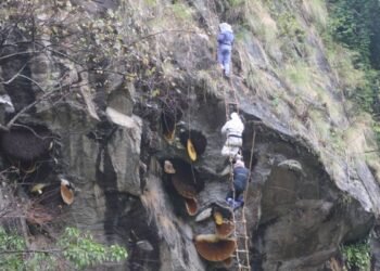 ज्यानको बाजी लगाएर भीरमा मह सिकार, विदेशीसमेत मोहित