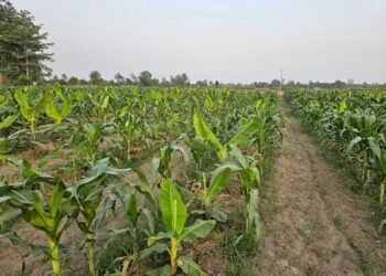 केराखेतीभित्र बहुबालीमा किसानको आकर्षण बढ्दो
