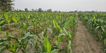 केराखेतीभित्र बहुबालीमा किसानको आकर्षण बढ्दो