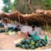 मुक्तकमैयाको दिनचर्या : बगरमा पसिना, राजमार्गमा व्यापार