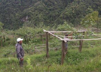व्यावसायिक किवीखेतीमा जुट्दै खावाका किसान