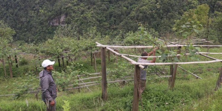 व्यावसायिक किवीखेतीमा जुट्दै खावाका किसान