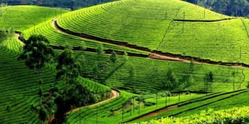 परीक्षणसम्बन्धी नयाँ नियमले चिया निर्यात ठप्प