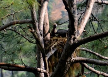 चार प्रजातिका दुर्लभ गिद्धको सफल प्रजनन