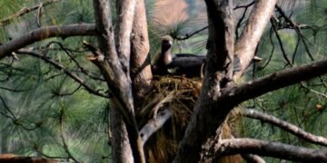चार प्रजातिका दुर्लभ गिद्धको सफल प्रजनन