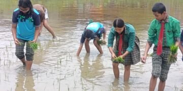 चितवनका विद्यार्थी धान रोप्न सिक्दै
