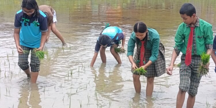 चितवनका विद्यार्थी धान रोप्न सिक्दै