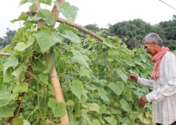 तरकारीखेतीबाट बराहक्षेत्रका किसान आत्मनिर्भर