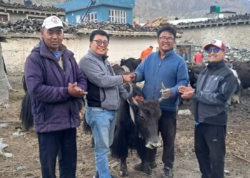 घरपझोङद्वारा किसानलाई अनुदानमा याक र नाक वितरण