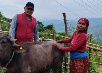 विपन्न परिवारलाई आयआर्जनसँग जोड्न पाडी वितरण
