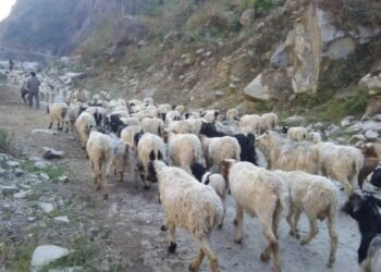 भिरमा अल्झिएको भेडागोठालाको जीवन