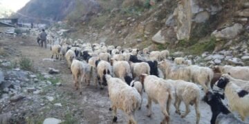 भिरमा अल्झिएको भेडागोठालाको जीवन
